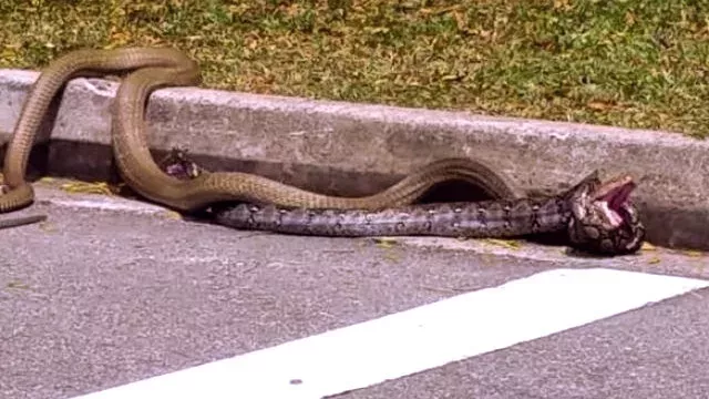 A Royal Cobra Snake And A Python Fight On The Middle Of The Street