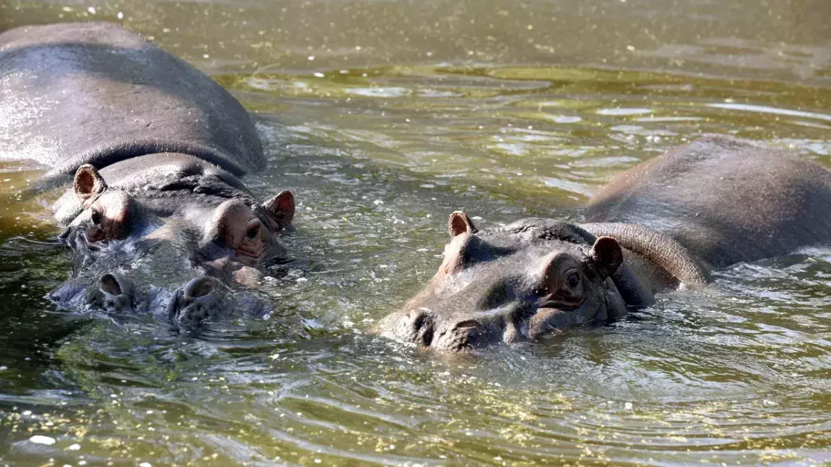 Runny-nosed hippos test positive for Covid-19