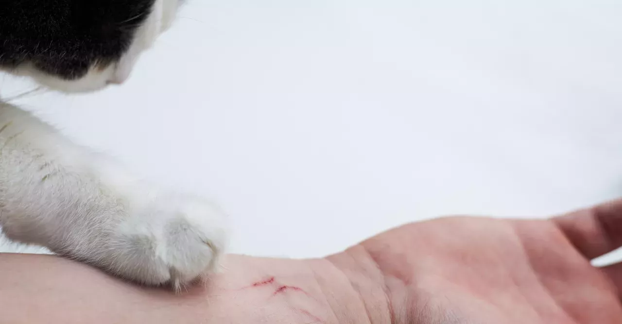 Schizophrenia causing house cat