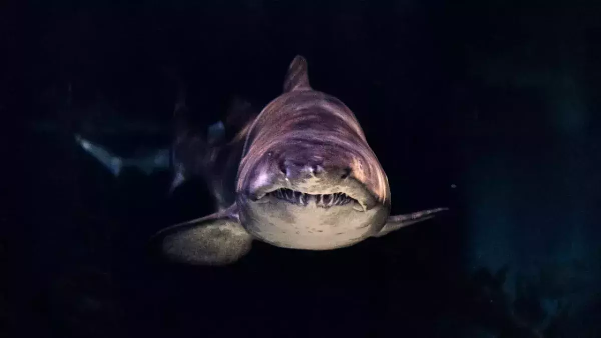 Science finally reveals why sharks attack humans