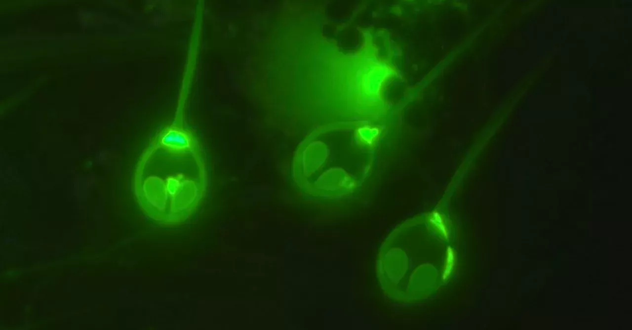 Scientists found the first animal on earth that lives without breathing