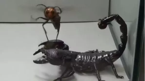 Scorpion