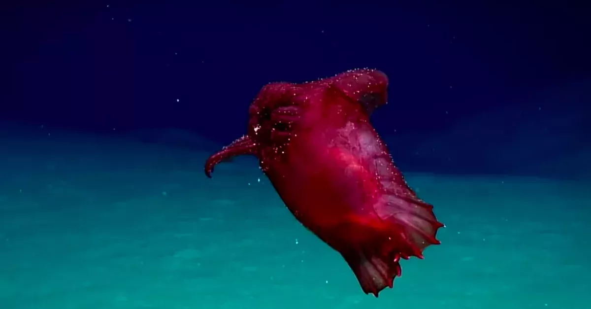 Sea cucumber