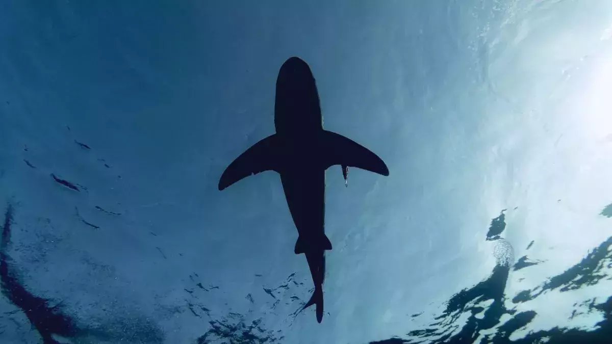 The seven unlikely things that are deadlier than sharks