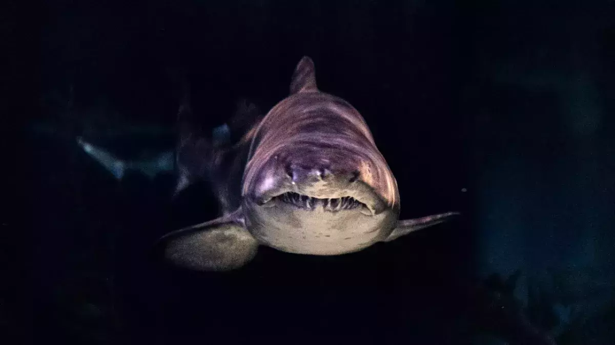 Shark attack