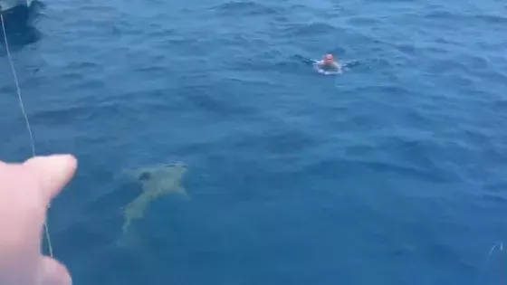 Shark Encounter