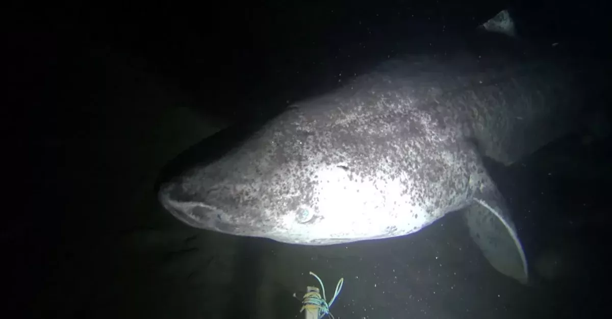 shark greenland