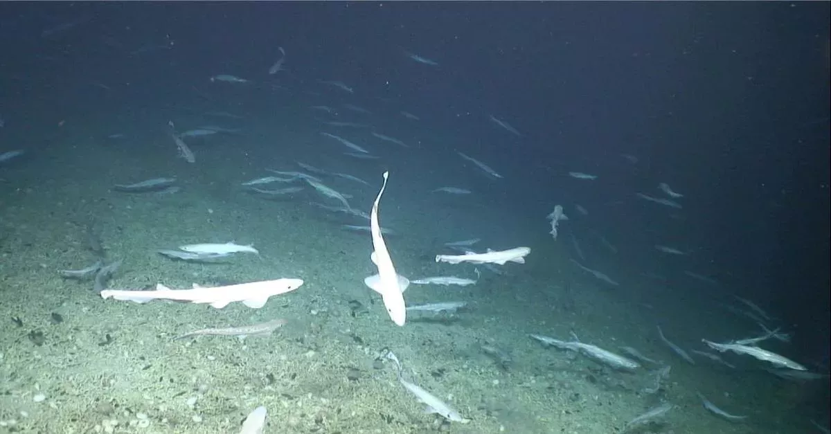 Shark nursery