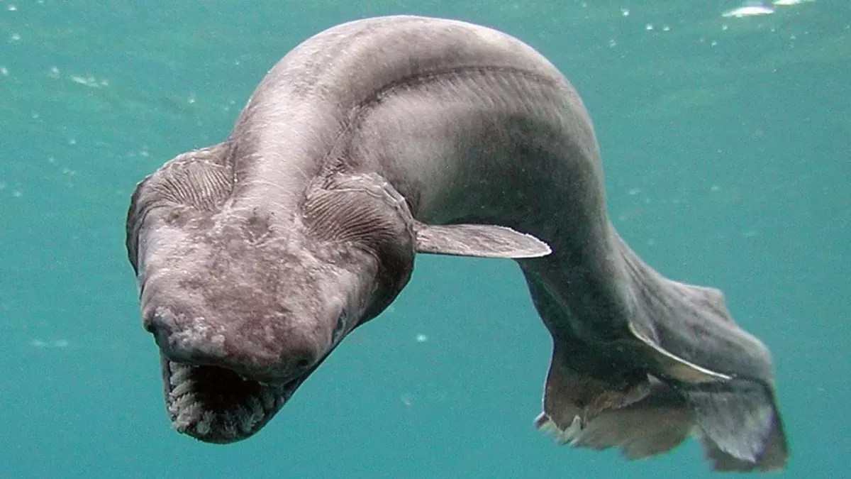 This shark was discovered by a fisherman in Numazu, Japan, a rare occurrence as these sharks are found at a depth of 600 metres. The shark was then transferred to Awashima Marine Park.