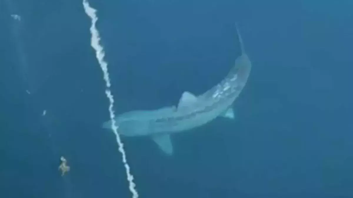 Shark