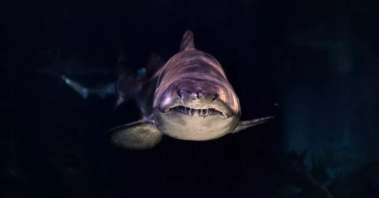 Shark