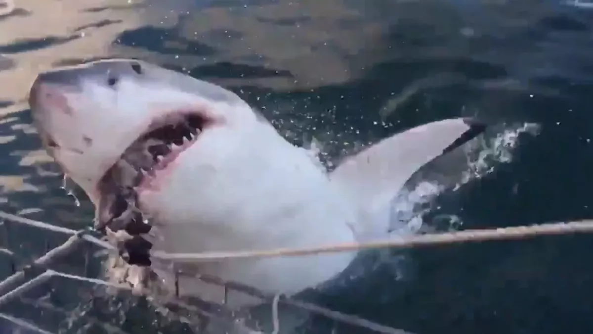 Shark