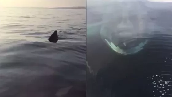 Shark