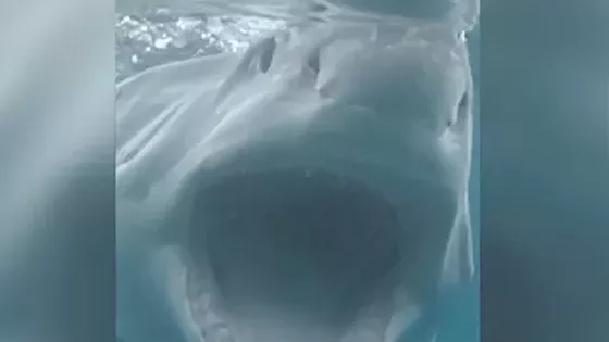 Shark