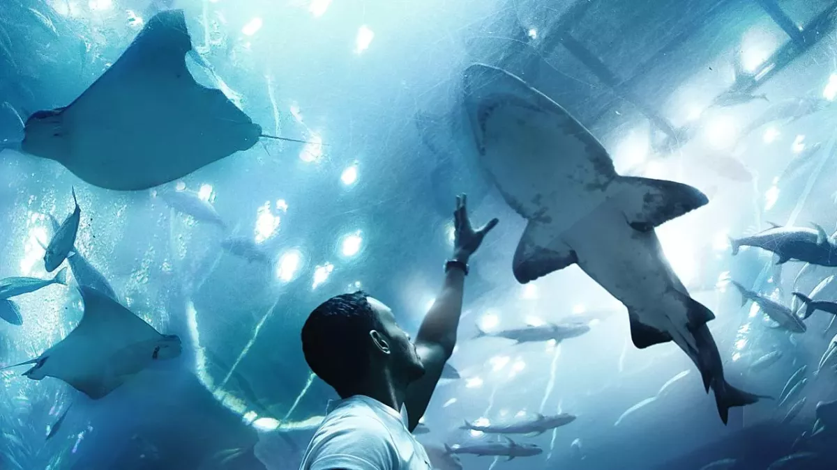 Sharks and rays are disappearing from oceans