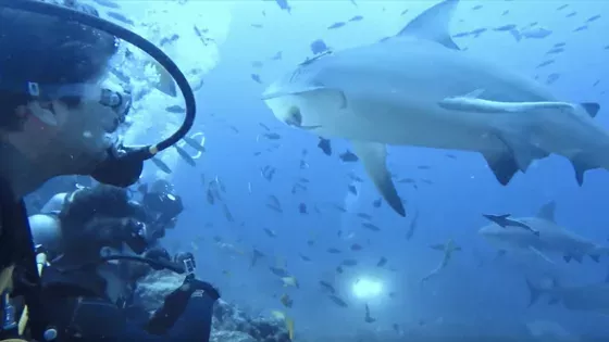 sharks