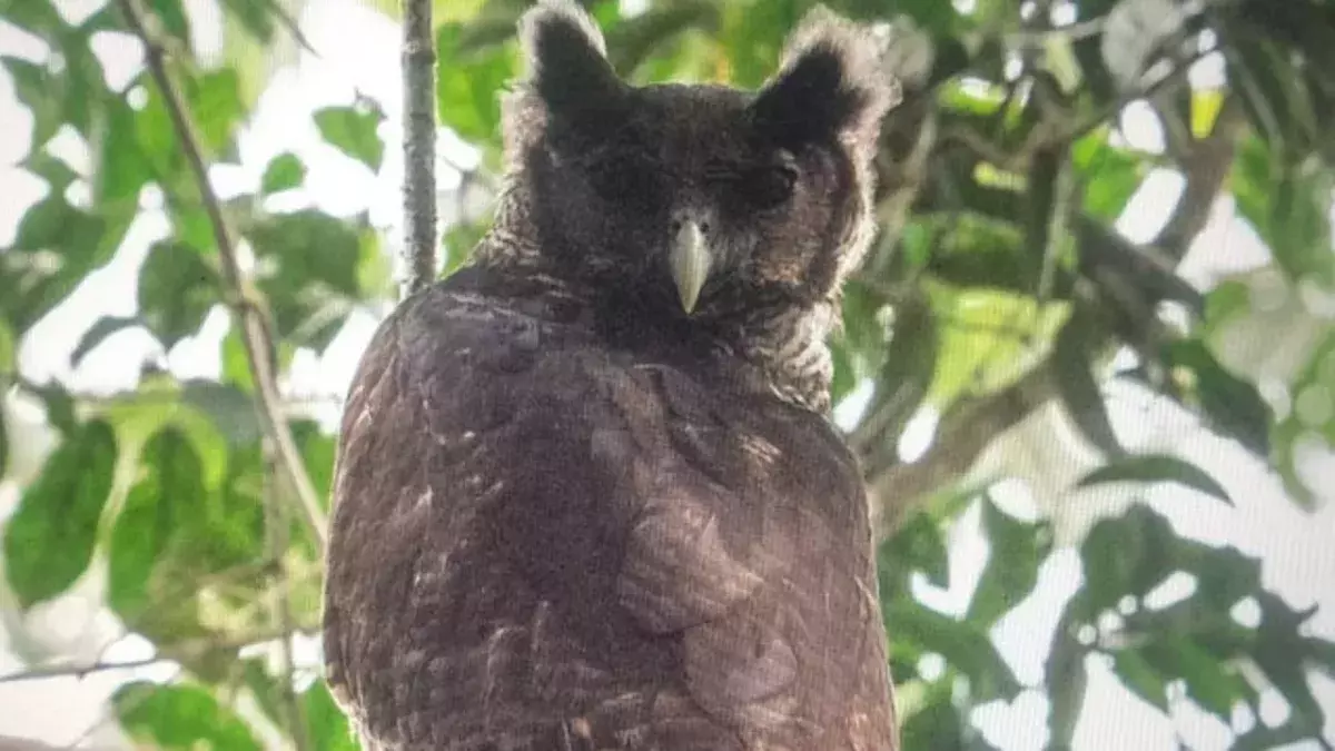 Shelley's Eagle Owl was last spotted in the 1870s