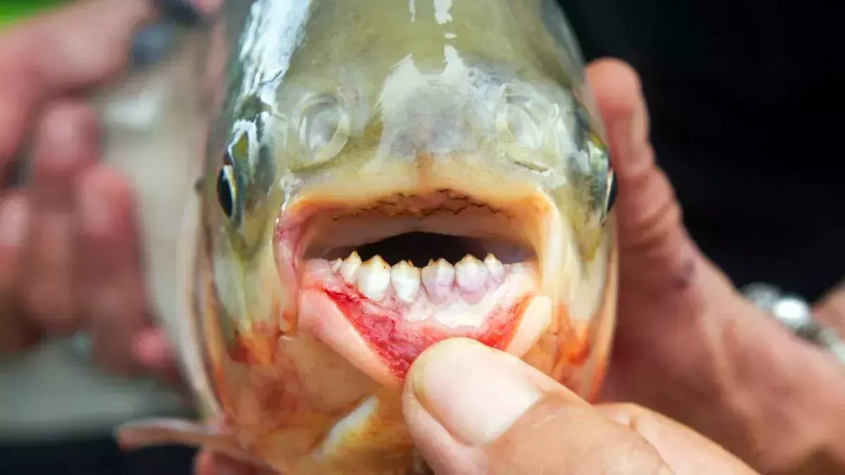 Skinny -dippers warned of 'ball-cutter' fish