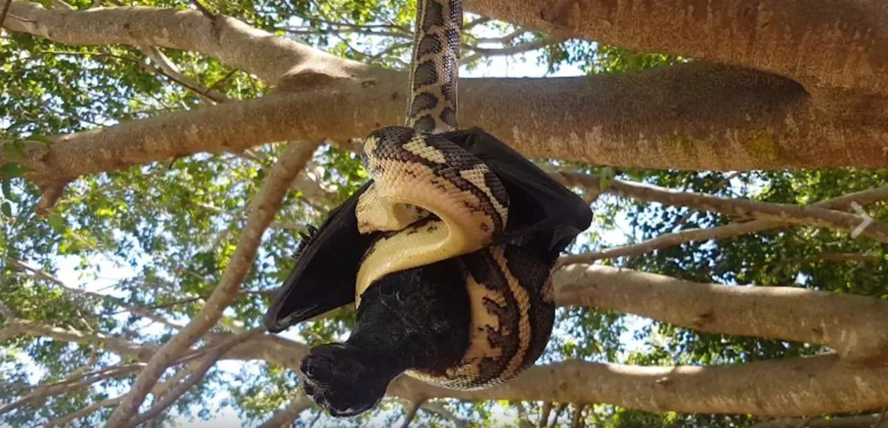 Snake eating a bat