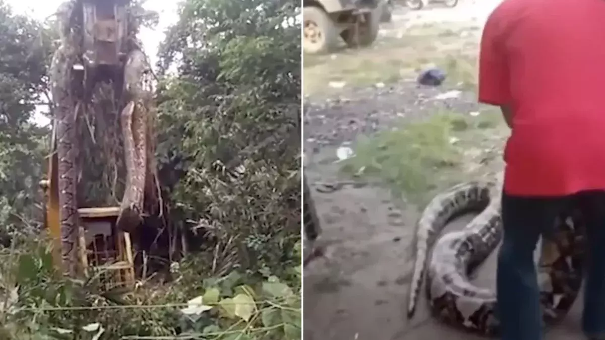 This snake is so huge it had to be lifted by a crane