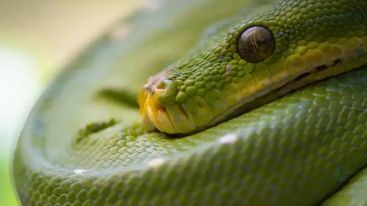 Snakes survived the asteroid that wiped out the dinosaurs, this is how 