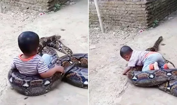 snek