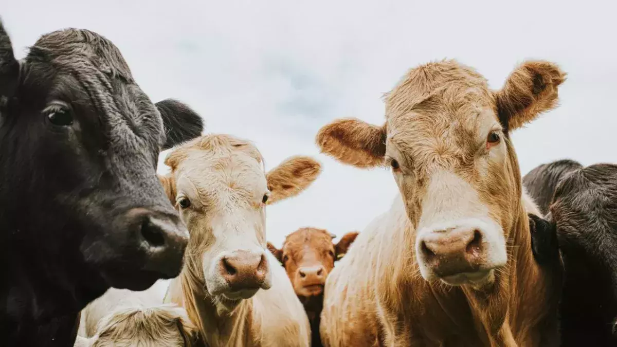 Sobering research reveals the impact of meat on greenhouse gas emissions