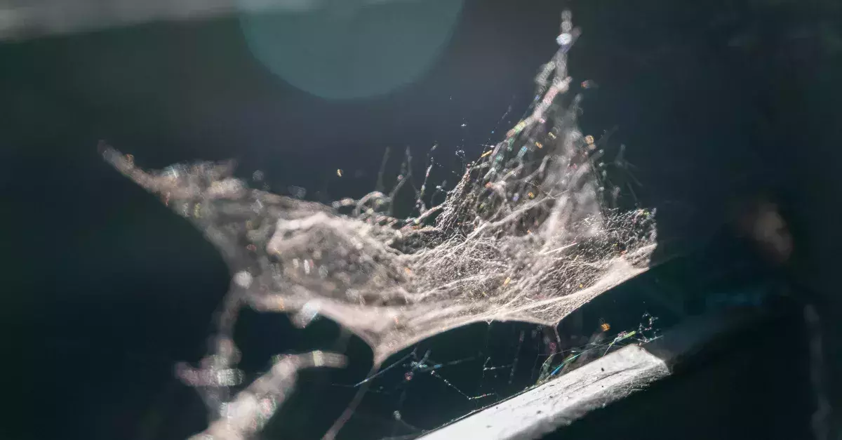 This Spider Silk Is Five Times Stronger Than Steel, And Now We Know Why