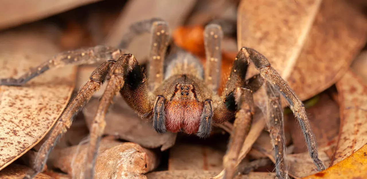 Spider