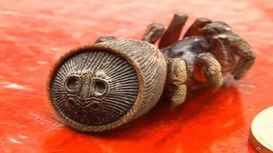 Spider