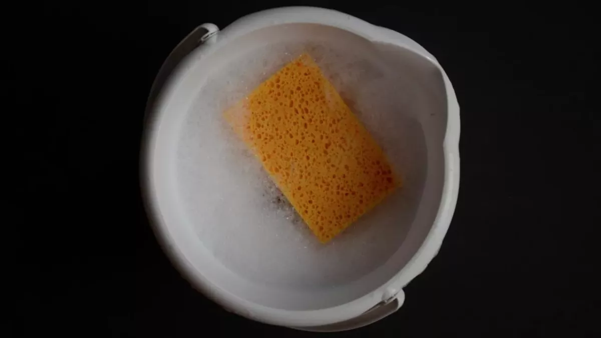 Sponge