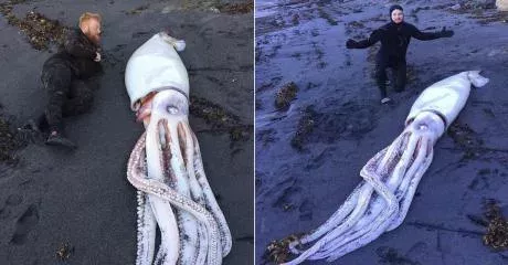 squid