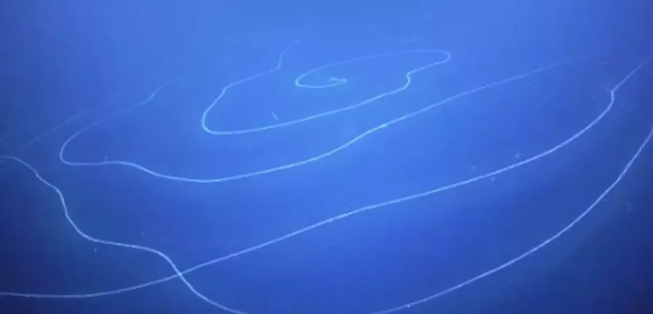 A strange 40m long animal was discovered near Australia