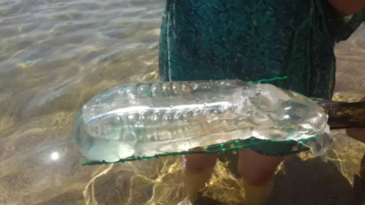 This strange sea creature found in Minorca has alerted ecologists