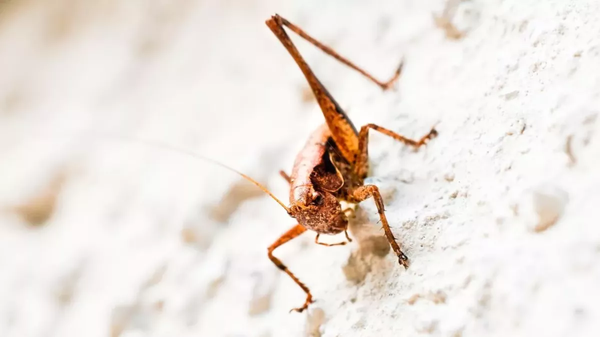 Study shows that animal behaviour is affected by human noise 