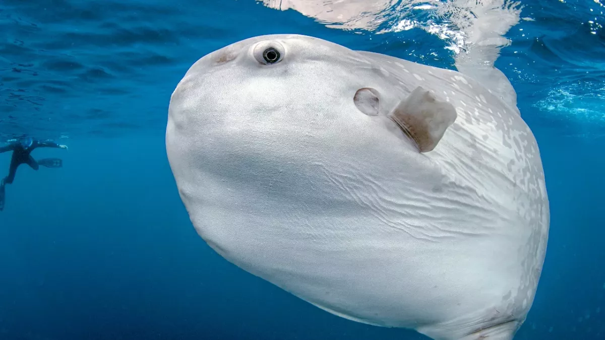 Sunfish