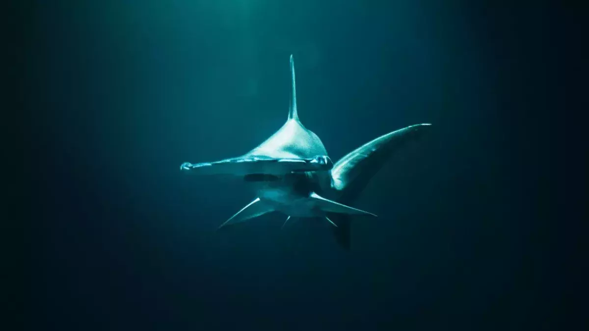 Surfer narrowly escapes death after coming 'face to face' with a shark