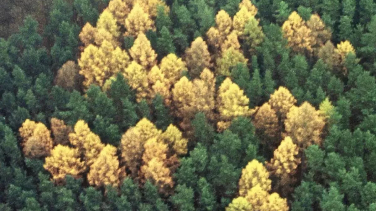 Swastika forest