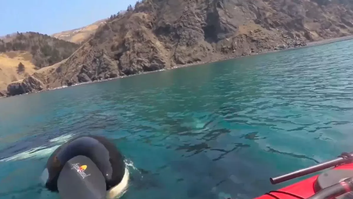 The terrifying moment kayakers were approached by three killer whales