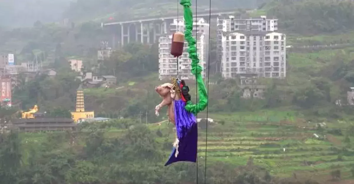 A Theme Park Faces Fierce Backlash As They Forced A Pig To Bungee Jump For Their Inauguration