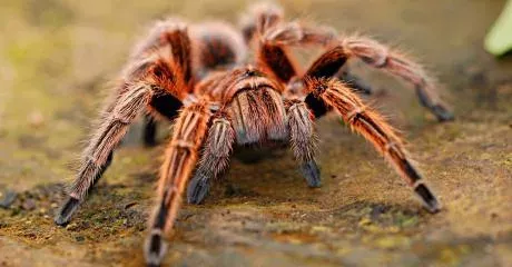 There is a cure to arachnophobia.