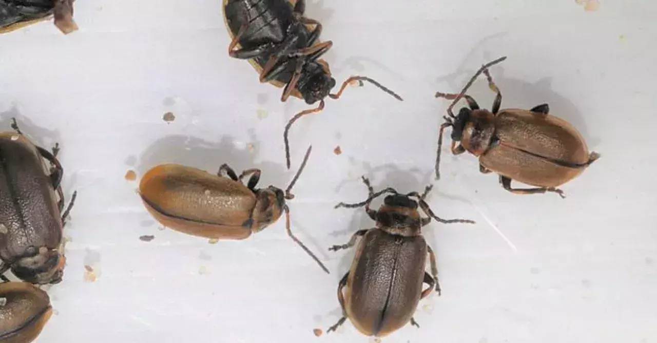 These beetles have swarmed the Yorkshire coast