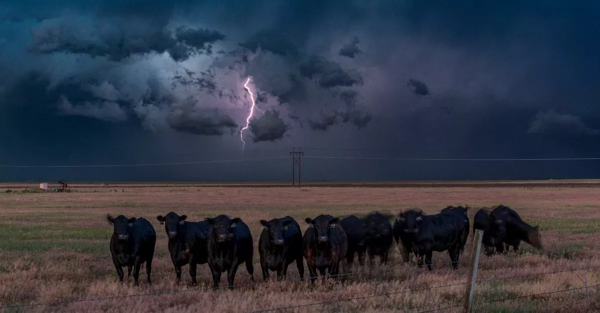 Three Cows That Were Swept To Sea By A Hurricane Were Found Alive 