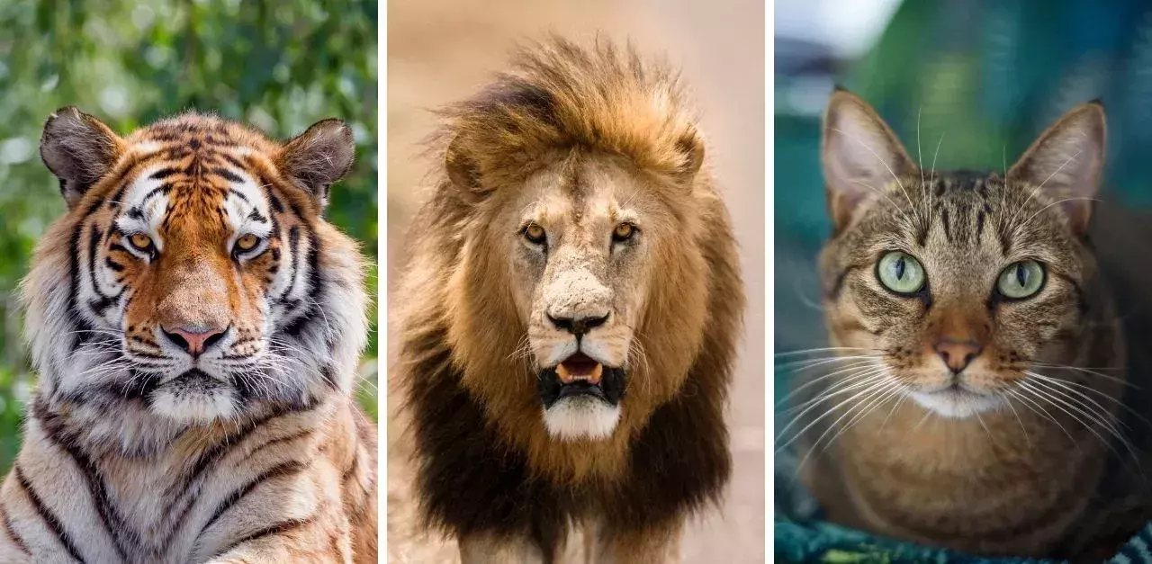 Tiger, Lion, Cat? Which is most dangerous?