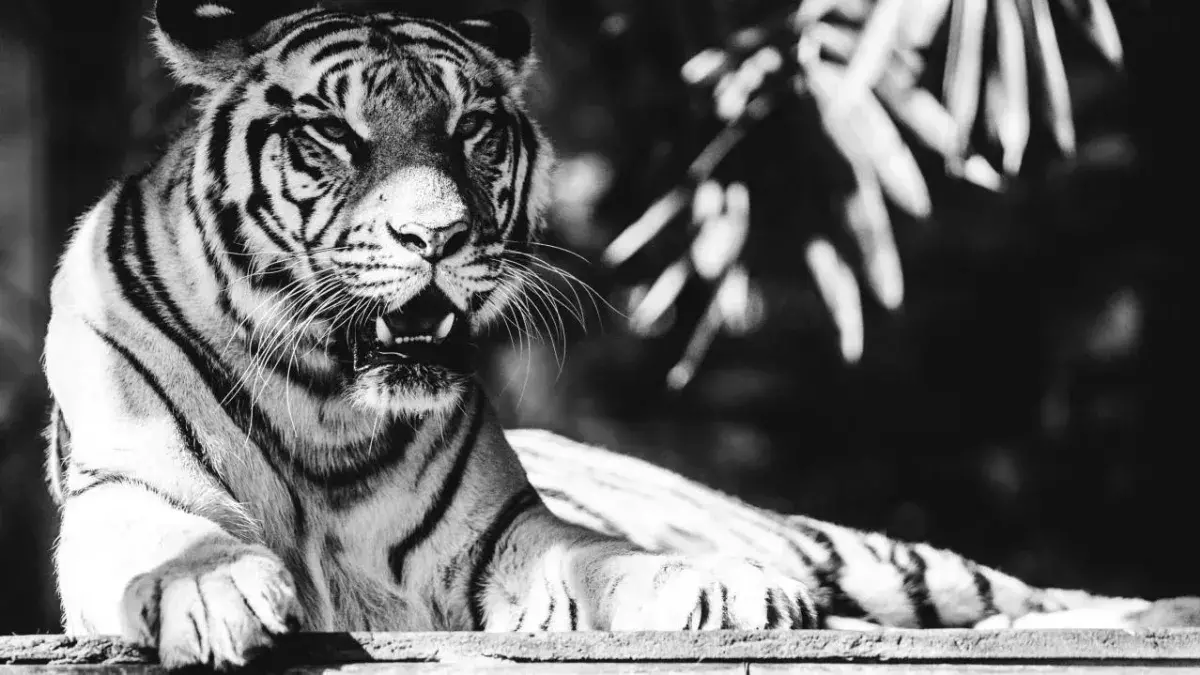 Tiger