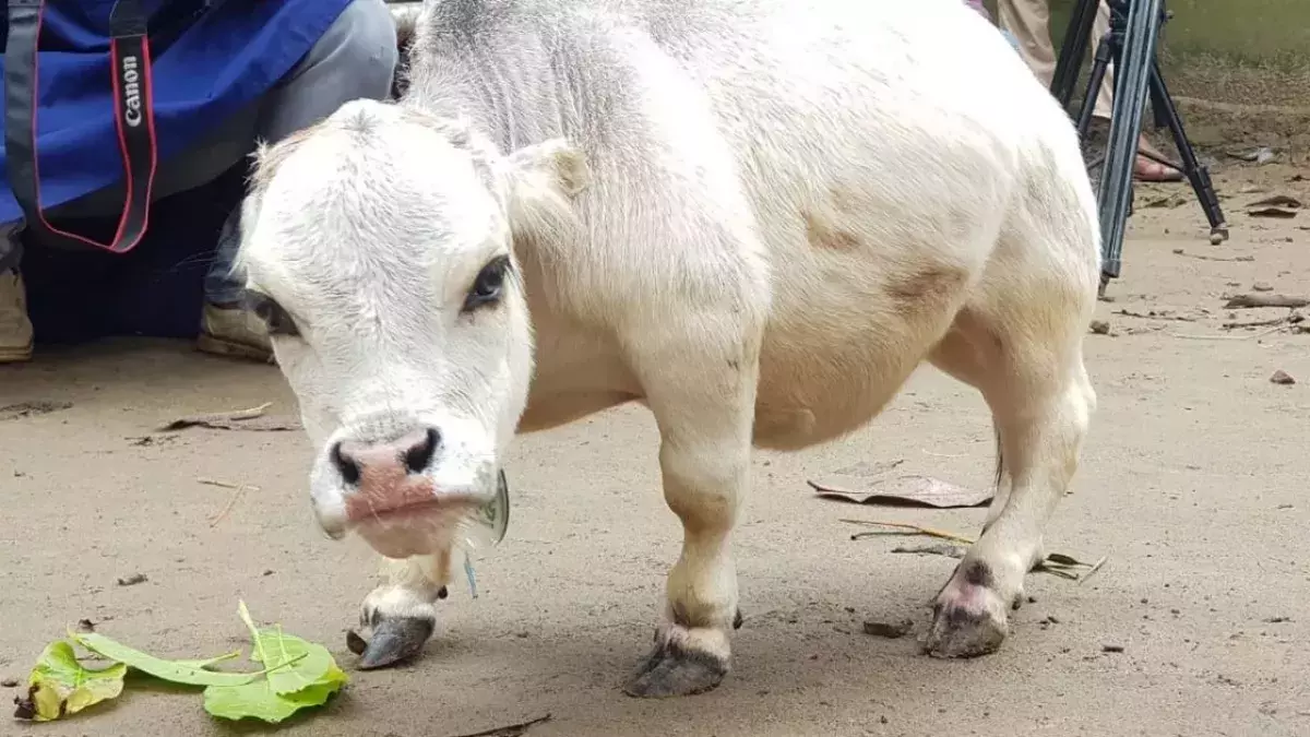 Tiniest cow