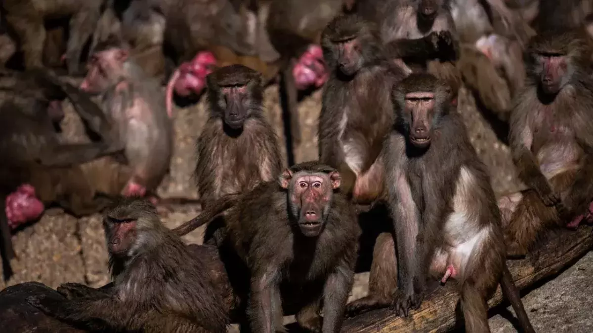 Troop of monkeys kills up to 250 dogs in revenge attacks