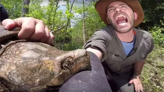 Turtle bite