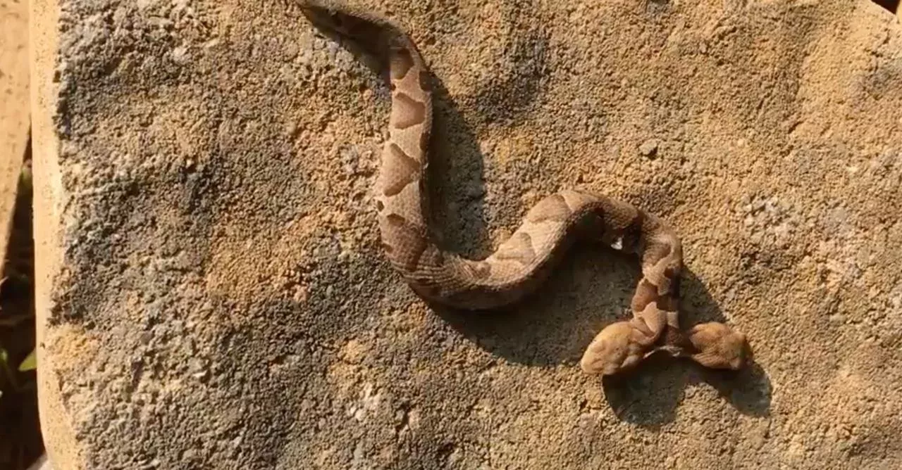 Two-headed snake