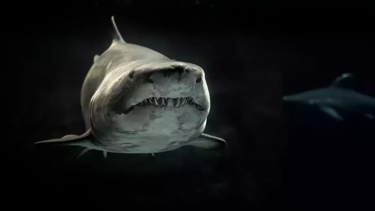 Two Huge Basking Sharks Seen Off The Irish Coast